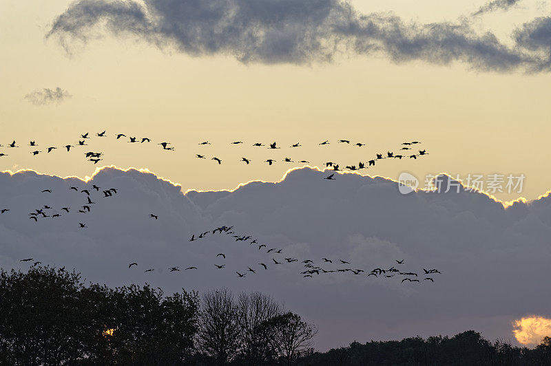 夕阳中飞翔的鹤(Grus Grus)